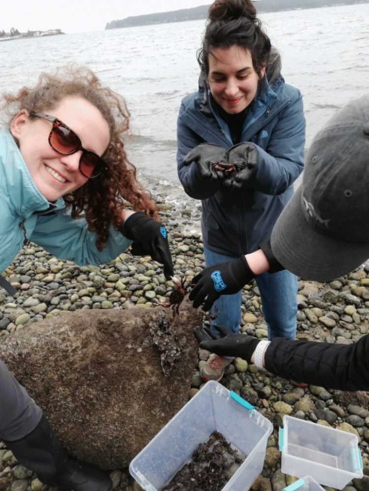 Three of the young researchers collect purple and green shore crabs from a large rock on a gravelly beach, dropping them into a plastic container.